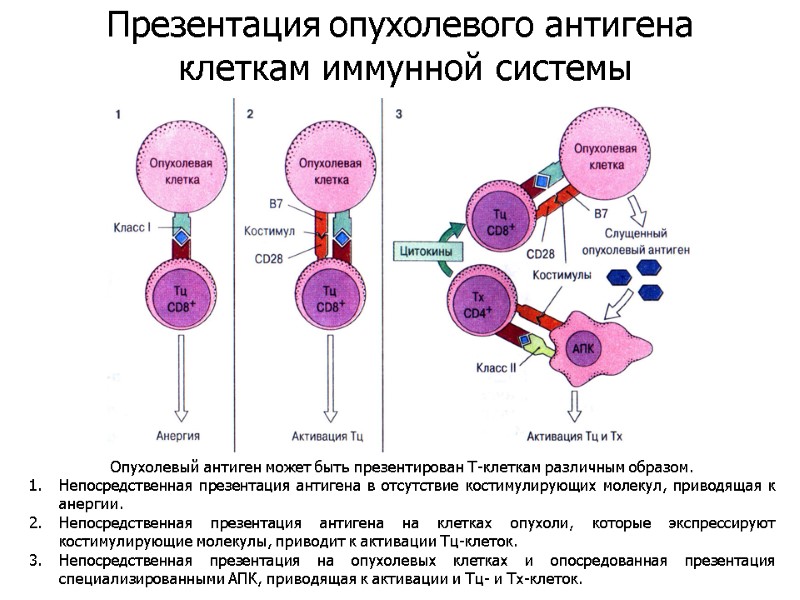 Опухолевый антиген может быть презентирован Т-клеткам различным образом. Непосредственная презентация антигена в отсутствие костимулирующих